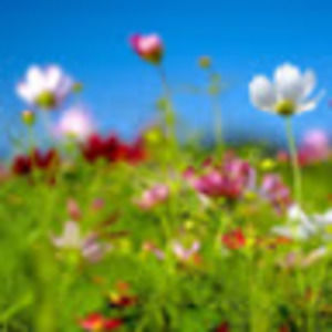 Meet your Posher, Dottie